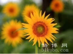 向日葵的花语是什么，沉默的爱/没有说出口的爱