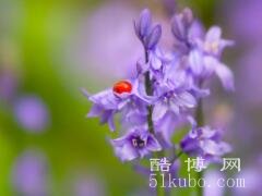 风铃花的花语是什么意思：温柔的爱/来自远方的祝福