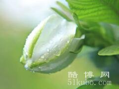 栀子花的花语和传说，寓意永恒的爱/愿意等待爱情