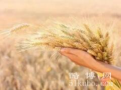 梦见收割麦子什么预兆：好事/丰收的征兆/梦见收割麦子的意思详解