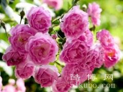 蔷薇花的花语和传说，花语是爱的思念/赋予了美好爱情的寓意