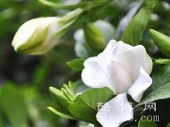 栀子花的花语和传说:象征着永恒的爱/寓意用一生来守护爱情