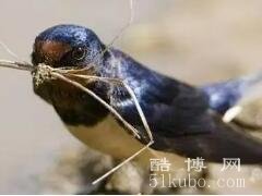 燕子在家里搭窝预示着什么意思，吉祥的征兆/寓意幸福美满