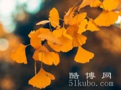 银杏的花语：永恒守护/寓意＂银＂为有你三生有＂杏＂