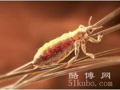 梦见虱子是什么预兆，需提防被人算计