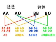 血型遗传规律表，了解你血型背后的秘密