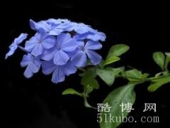 蓝雪花的花语和寓意：象征着贞洁与纯真的爱情/代表美好的祝福