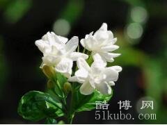 茉莉花的花语和寓意：表达爱情-友谊-希望和祝福（被誉为夜之女王）