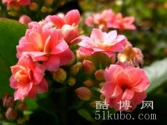长寿花花语和寓意：健康幸福的象征/代表祝福和愿望（适合送亲人朋友）