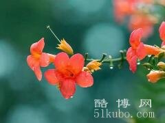 凌霄花花语和寓意：坚韧不拔的精神/纯净高洁的品质