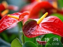 红掌花的花语：祝福和幸福/吉祥的象征