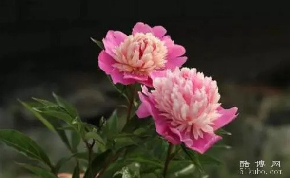 芍药为什么叫鬼花：植株较大有阴影/吸收大量的阴气（迷信说法）