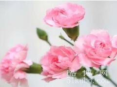 粉色康乃馨花语：真挚的爱意/美丽的表达