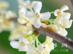 桂花的花语寓意：传递吉祥、美好、温馨的寓意