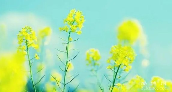 清明节期间问候短语：句句戳心（精选）