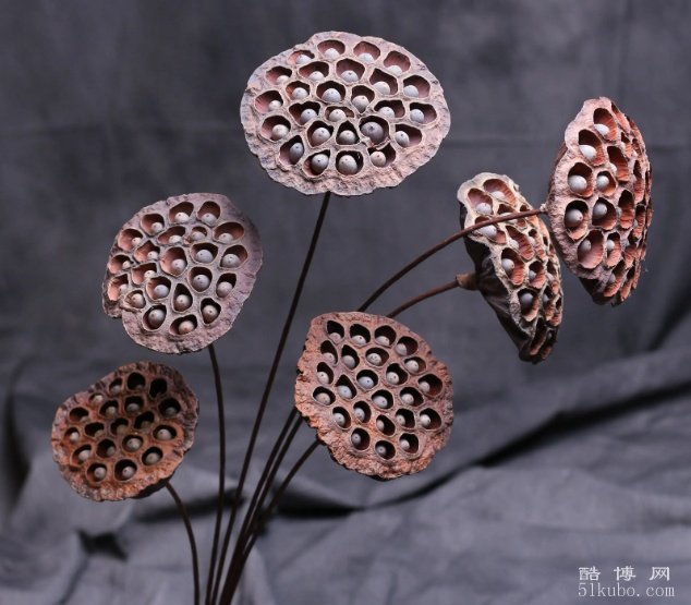 家中摆放干莲蓬风水好吗：好/十分吉祥
