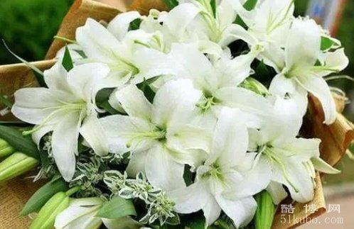 白百合花语代表什么意思：百年好合/忠贞爱情