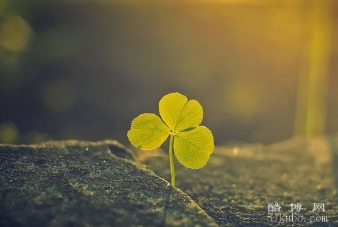 属蛇的网名哪一个最吉利：幸运旺财（精选38个）