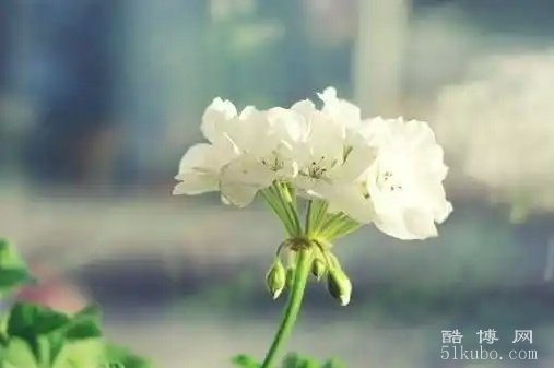 好听的网名比较有诗意：悦耳动听（诗意浅墨）