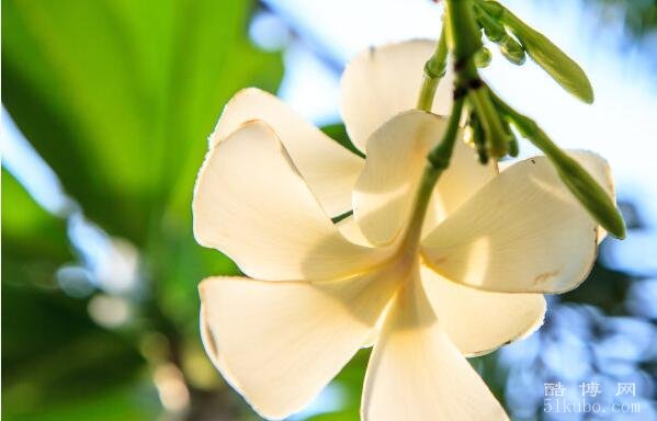 鸡蛋花的花语和含义：主要代表着干净纯洁、充满希望和重新开始的意思