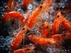 小雪吃什么养生：温补类食物、驱寒暖身、增强抵抗力