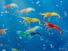 小雪吃什么食物养生：以温补益肾、滋阴润燥为主（温暖过冬必看）