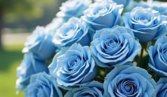 蓝白玫瑰花的花语：纯洁、永恒的爱与奇迹（爱如每日晨曦）
