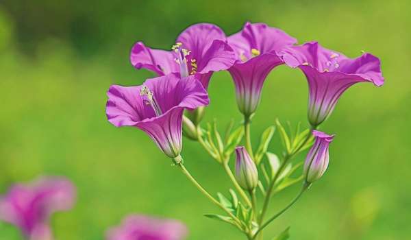 紫色风铃花花语和寓意（惊艳探索紫色风铃花神秘花语深情寓意）