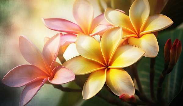 鸡蛋花吉祥寓意、璀璨鸡蛋花吉祥寓意绽放永恒幸福好运使者
