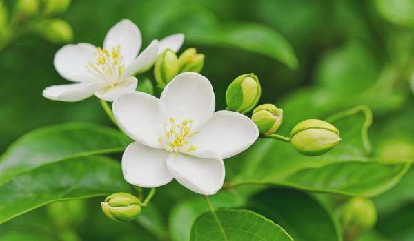 茉莉花的花语和寓意（探秘茉莉花神秘花语永恒爱情深情寓意）