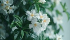 茉莉花的花语和寓意：永恒爱情的象征（送爱人表示"你是我最深的牵挂"）