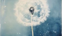 蒲公英花语：自由希望/我在远处为你的幸福而祈祷