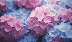 绣球花语是什么：希望团圆象征（​不同颜色的绣球花语也不同）
