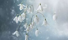 雪滴花的花语和象征：纯洁的爱/象征希望与新生