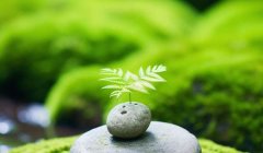 鸡蛋花的花语爱情秘语：纯洁无瑕的爱/永恒与重生/深情