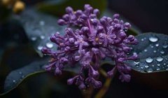 紫薇花的花语和寓意是什么：好运/沉迷的爱/坚韧品格