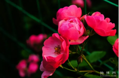 蔷薇花的花语和传说，美好的爱情/爱的思念