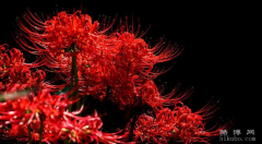 彼岸花花语是什么意思，绝望的爱/相爱却不能相守