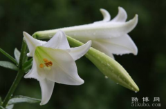 百合花的花语， 百年好合幸福生活/寓意着长相厮守