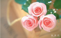 粉玫瑰花语是什么意思，代表着初恋/象征着浪漫的爱情