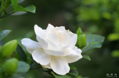 栀子花花语是什么,永恒的爱/一生的守候