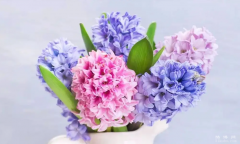 风信子花语是什么，燃生命之火，享丰富人生/重生的爱