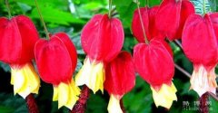 灯笼花的寓意和象征:代表着感恩、祝福/吉祥喜庆的象征