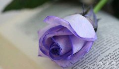 紫玫瑰的花语：神秘的爱/高贵的追求