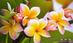 鸡蛋花的花语和传说深度揭秘： 孕育希望/忠贞不渝的象征
