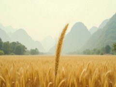 芒种时节是几月几日：2025年的芒种具体时间为6月5日17点56分16秒（揭秘最佳农时）