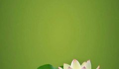 古风的闺蜜网名：蕴含着古典美和诗意/美到窒息